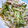 しゅんぺいのママ's cooksnap of when they made さっぱり★蒸し鶏（O￣▽￣）O.