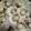 クック5POO64☆'s cooksnap of when they made 殻付きベビーほたてのバター酒蒸し☆.