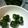ゆいちん5's cooksnap of when they made 離乳食＜初期＞ほうれん草.