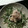 taekko28's cooksnap of when they made もやしとかいわれ大根の帆立マヨソース.