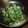 こん２'s cooksnap of when they made 豆苗とじゃこわかめのお浸し.