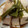 さんぱうろ's cooksnap of when they made ☆かわはぎの煮付け☆.
