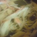 りょうたまねぎ's cooksnap of when they made かにかまのお吸い物.