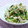 ずみりぃ's cooksnap of when they made ちくわと胡瓜のわさび和え.