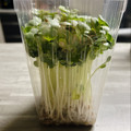 のんべぇヒロ's cooksnap of when they made かいわれ大根の一先ず保存はこれ！.