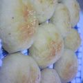 dorikotan's cooksnap of when they made おからチーズパン.