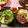 まいつか's cooksnap of when they made 豪華な大人のひなまつりちらし寿司.