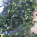 もりみう's cooksnap of when they made 小ねぎやネギの保存方法☆.