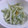 norikeiママ's cooksnap of when they made 大根の皮☆青海苔と塩のエコ炒め〜.