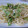 qoouru's cooksnap of when they made うまいよ★ごまマヨ焼きうどん.
