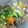 cwtsr340's cooksnap of when they made 居酒屋風「すじ肉の味噌煮込み」.