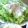 りっこるん's cooksnap of when they made サラダわさび菜と豆腐のサラダ.
