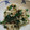 きゃなごん's cooksnap of when they made 簡単和食❖もやしとねぎの白和え❖.
