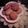 Ｕ－ｋｏ's cooksnap of when they made なつかしボーロ.
