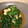 ソネチコ's cooksnap of when they made ほうれん草とおあげのさっと煮.