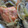 papico1010's cooksnap of when they made 鮭のちゃんちゃん焼き.