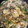 クック8SSYN0☆'s cooksnap of when they made 簡単！美味しくマイタケとたまごのスープ♡.
