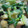 papico1010's cooksnap of when they made 簡単だけど本格的☆わけぎとお揚げの和え物.
