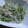 たくぽんﾏﾏ's cooksnap of when they made もやしと豆苗スイチリマヨ和え★.