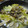 生誕１９７３年独身男's cooksnap of when they made あさりとキャベツの酒蒸し.
