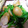 おつね's cooksnap of when they made 簡単すぎ！ウィンナーとほうれん草炒め！.