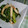 ニコニコプーさん's cooksnap of when they made イカとわけぎのぬた.