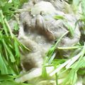 若鬼嫁あきちゃん's cooksnap of when they made タジン鍋の野菜蒸し豚ばら肉乗せ。ポン酢で.
