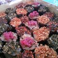 asla's cooksnap of when they made 混ぜないで！簡単彩り海苔巻き♪.