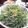 サトモユリア's cooksnap of when they made 水菜&ツナ&カニカマサラダ.