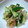 あんこ３１３'s cooksnap of when they made 切干大根の酢の物.
