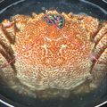 しーてっぷ's cooksnap of when they made 漁師さん直伝！毛がにの｢ゆで返し｣.