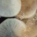 りょうたまねぎ's cooksnap of when they made 丸大根の上品な”おすまし”.
