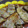 あいーぷ's cooksnap of when they made 失敗しない！豚の生姜焼き.
