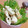 ななクレープ's cooksnap of when they made ちくわのピリマヨあえ♬.
