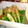 秘伝のタレ's cooksnap of when they made ∞ｵｸﾗのｺﾞﾏお浸し∞簡単一品.