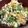 おじ☆さん's cooksnap of when they made 焼塩サバ・塩昆布・大葉の混ぜごはん.