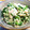 unappa's cooksnap of when they made 菜の花の白和え.