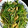 taro_berg's cooksnap of when they made ささみと水菜のコクうまサラダ.