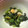 picalino's cooksnap of when they made ほうれん草ののりたまサラダ.