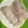 新ママsayuri's cooksnap of when they made マコガレイの刺身（捌き方はこちらから）.