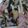 luckylove1's cooksnap of when they made エリンギ青じそ(大葉)炒め.