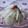 Risoa 51's cooksnap of when they made 新玉ねぎの桜漬け.