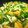 はるほま's cooksnap of when they made 厚揚げと小松菜のさっと！煮浸し☆.
