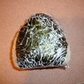 ネスター's cooksnap of when they made ツナマヨと昆布のおにぎり.