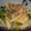 ぴっちい's cooksnap of when they made じゃがとおくらのあえもの☆.