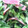 amiami1234's cooksnap of when they made 菜の花とベーコンのマヨ和え.