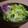 ゆこすけ's cooksnap of when they made 定番の菜の花ごはん。.