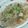 にゃん子っち's cooksnap of when they made 手作りのところてん麺つゆかけて美味しい☆.