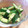 ＢＵＴＴＯＮ3's cooksnap of when they made 簡単なきゅうりの浅漬け.