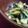 羽尼うに's cooksnap of when they made しめじと青梗菜の煮浸し.